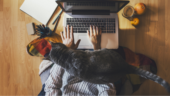 cat on lap of man working on laptop